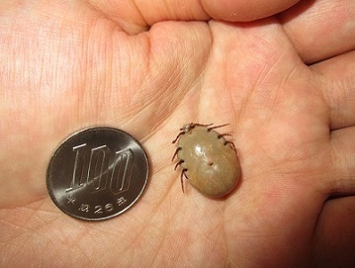 アムールハリネズミE.amurensis,タカサゴキララマダニAmblyomma testudinarium.加藤英明HideakiKato.jpg