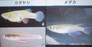 魚類 3 加藤英明の 静岡ぐるっと生き物探検