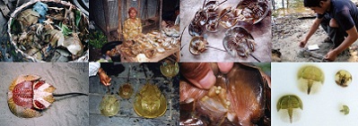 カブトガニ調査Horseshoe crab survey.加藤英明HideakiKato,JAPAN.jpg