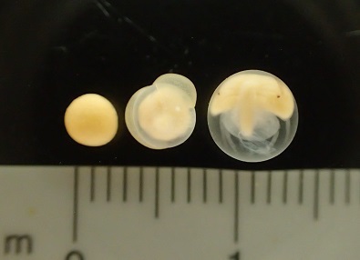 カブトガニT.tridentatus卵egg.embryo.加藤英明HideakiKato静岡大学ShizuokaUniversity.jpg