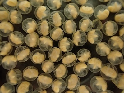 カブトガニT.tridentatus卵egg2.embryo.加藤英明HideakiKato静岡大学ShizuokaUniversity.jpg