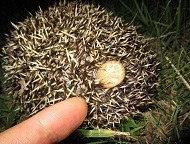 マンシュウハリネズミE.amurensis,タカサゴキララマダニA.testudinarium2.加藤英明HideakiKato.jpg