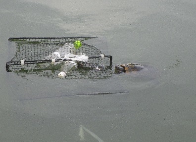 浜松市池の生きもの調査.アカミミガメ3.jpg