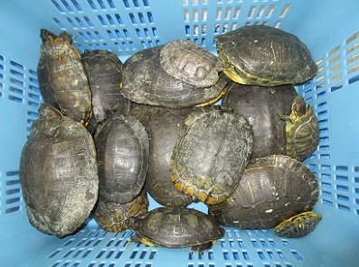 浜松市池の生きもの調査.アカミミガメ6静岡大学加藤英明.jpg