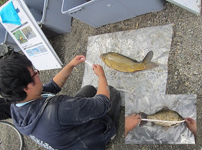 麻機遊水地.魚.jpg