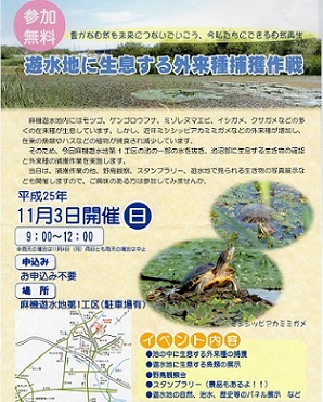 麻機遊水地外来種捕獲作戦2013.jpg
