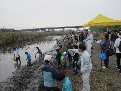 麻機遊水地水抜き2.捕獲.jpg
