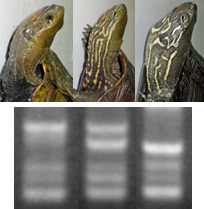 hybrid,Mauremys-Chinemys.1.jpg